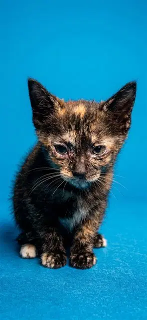 Banshee - Domestic Short Hair
