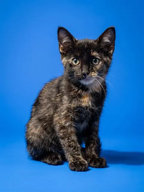 Cinder - Domestic Short Hair