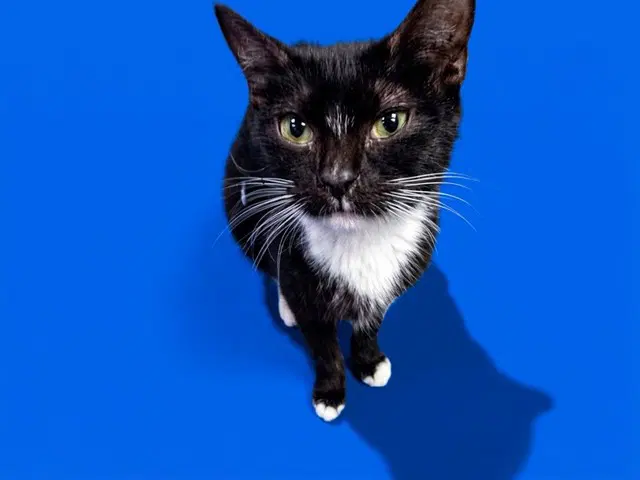 Star Anise - Domestic Short Hair