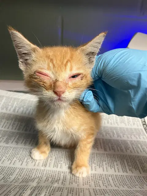 Alan - Domestic Short Hair