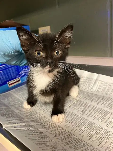 Jade - Domestic Short Hair