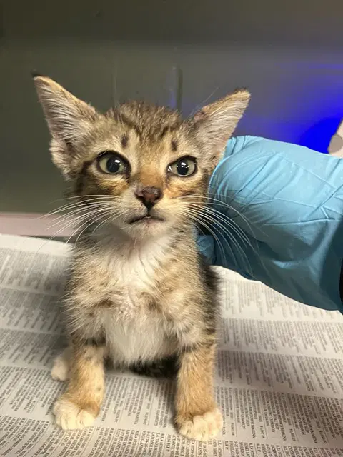 Stu - Domestic Short Hair