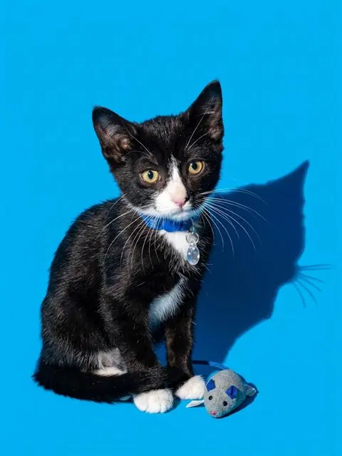 Tiny Lover - Domestic Medium Hair