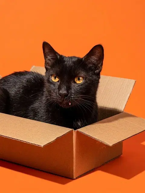 Normie - Domestic Short Hair