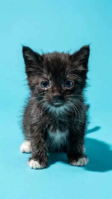 Dolly - Domestic Long Hair