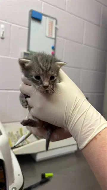Leni - Domestic Short Hair