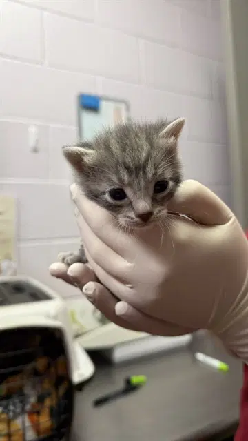 Moon Landing - Domestic Short Hair