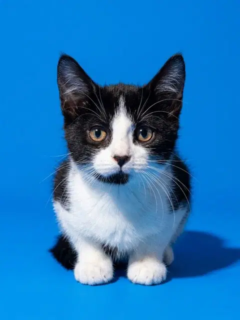 Goatie - Domestic Medium Hair