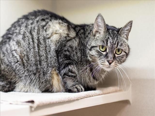 adoptable Cat in Fort Collins, CO named MISS YANKEE