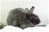 adoptable Rabbit in fort collins, co, CO named CAROL