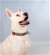 adoptable Dog in fort collins, CO named BOBBY