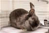 adoptable Rabbit in fort collins, CO named BREE