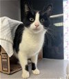 adoptable Cat in fort collins, co, CO named DAFFODIL