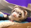 adoptable Ferret in fort collins, CO named ANNA