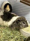 adoptable Guinea Pig in , CO named BROWNIE