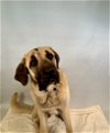 adoptable Dog in fort collins, co, CO named CHANDLER