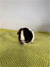 adoptable Guinea Pig in  named SHADY