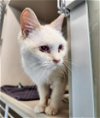 adoptable Cat in fort collins, CO named APRICOT