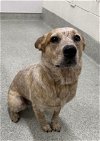adoptable Dog in  named MOLLY