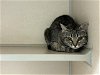 adoptable Cat in fort collins, CO named BEYOND