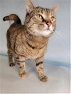 adoptable Cat in fort collins, CO named CUPCAKE
