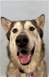 adoptable Dog in , CO named ROUGE