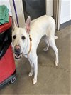 adoptable Dog in  named COMET