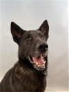 adoptable Dog in , CO named BUCK