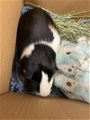 adoptable Guinea Pig in , CO named OATLY