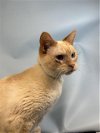 adoptable Cat in  named JUSTIN