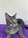 adoptable Cat in , CO named MOSS