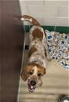 adoptable Dog in  named BRISTLECONE