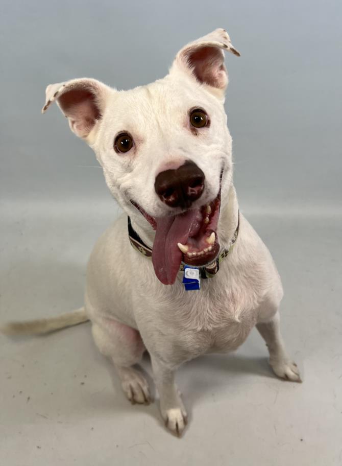 adoptable Dog in Fort Collins, CO named RIZZO