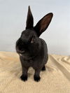 adoptable Rabbit in  named FABLE