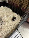 adoptable Mouse in , CO named AMENADIEL