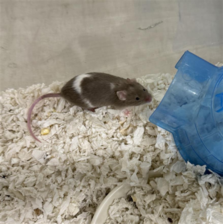 adoptable Mouse in Fort Collins, CO named DANIEL