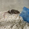 adoptable Mouse in  named DANIEL