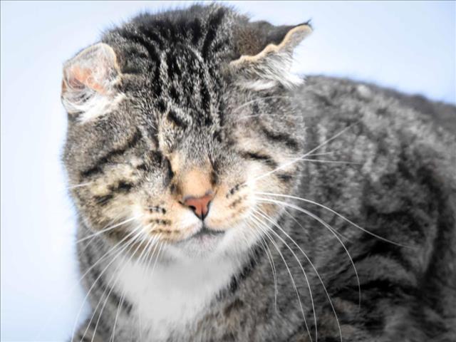 adoptable Cat in Fort Collins, CO named STEVIE WONDER