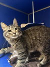 adoptable Cat in Fort Collins, CO named GRANOLA BAR