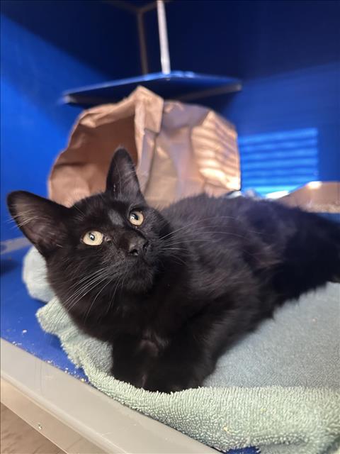 adoptable Cat in Fort Collins, CO named CLIF BAR