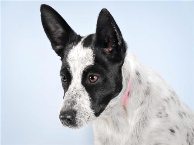 adoptable Dog in Fort Collins, CO named NATASHA