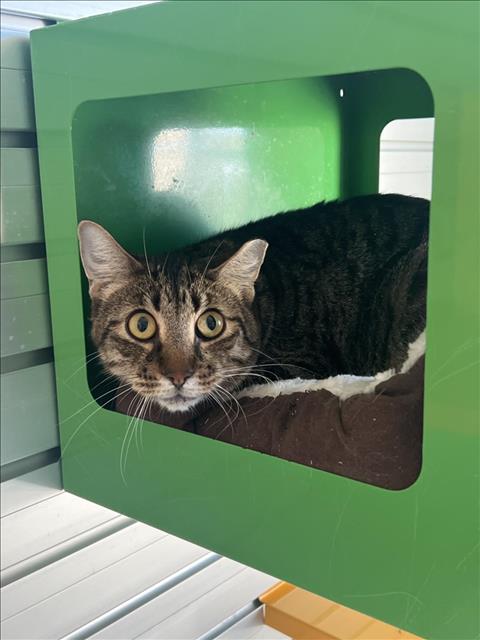 adoptable Cat in Fort Collins, CO named SPROUT