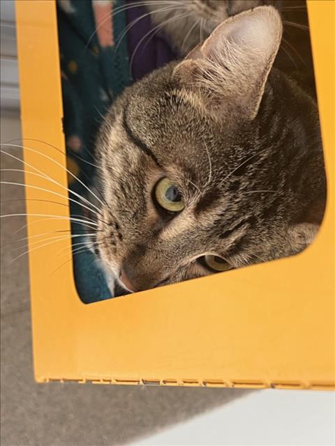 adoptable Cat in Fort Collins, CO named SHADOW