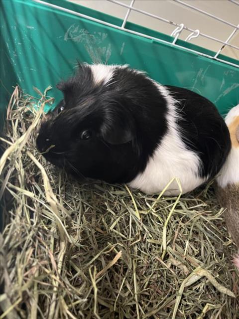 adoptable Guinea Pig in Fort Collins, CO named COOKIE