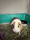 adoptable Guinea Pig in Fort Collins, CO named BUBBLES