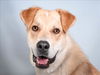 adoptable Dog in Fort Collins, CO named KIX