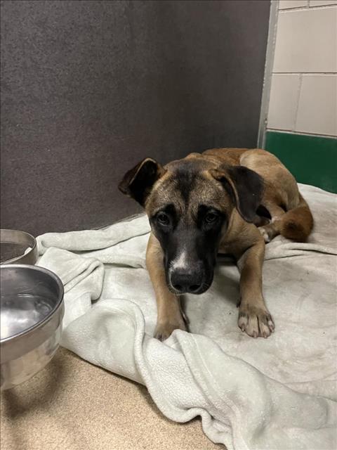 adoptable Dog in Fort Collins, CO named SHASTA