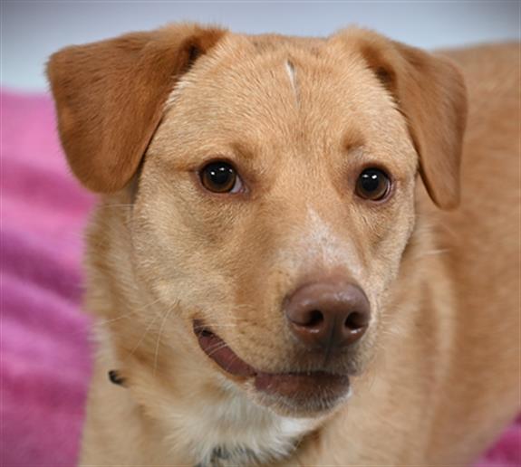 adoptable Dog in Fort Collins, CO named HONEY