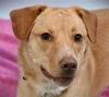 adoptable Dog in  named HONEY