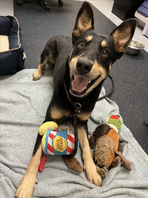 adoptable Dog in Fort Collins, CO named SENNA